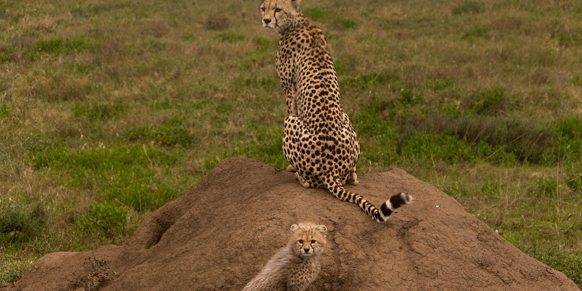 Mother cheetah and her cubs exploring the vast terrain of the wildlife sanctuary.