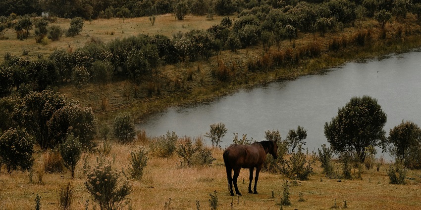 Elegant horse captured in a tranquil moment at a scenic wildlife sanctuary.