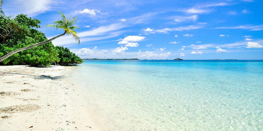 A stunning view of the trees on the shore at Blue Point Beach during the daytime.
