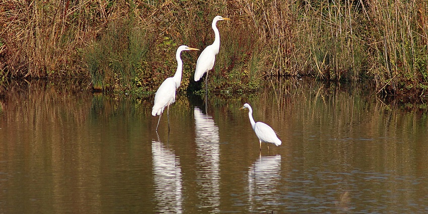 A heron standing in shallow water with ripples and reflection on a calm pond at dusk.