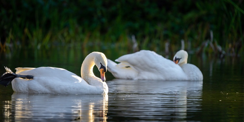 Two elegant swans glide across a tranquil lake, surrounded by greenery, reflecting serenity.