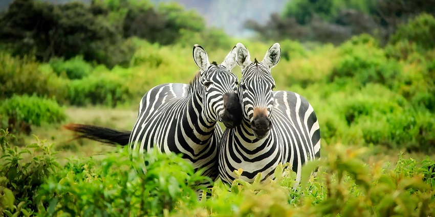 Two zebras standing amidst the lush landscapes of the sanctuary