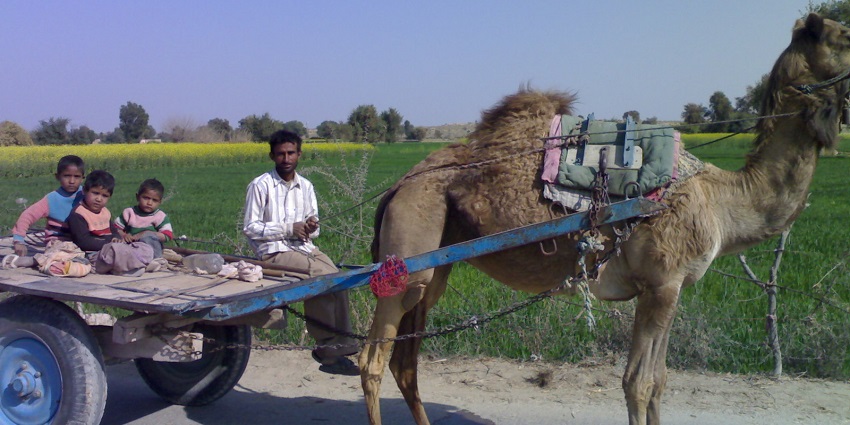 A camel cart passing through the rural area of Ganganagar with a man and three kids.