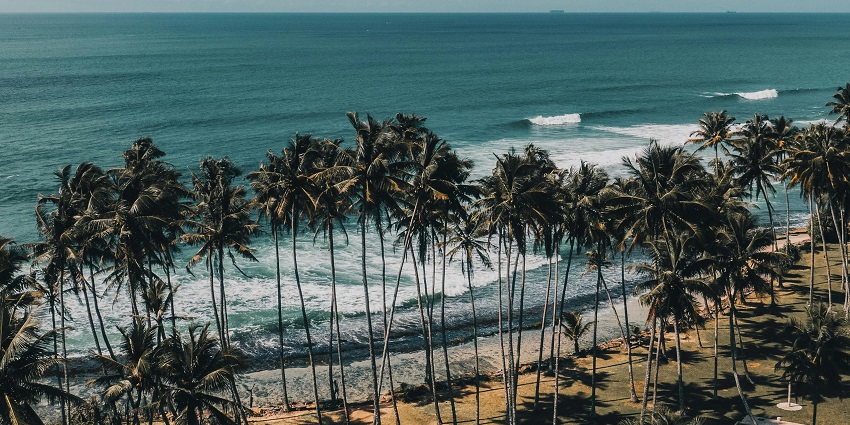 Top view of the beach with tall palm trees aligning the shore