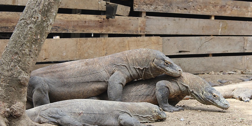 A picture of Komodo dragons capturing the uniqueness of the wildlife in Komodo national park.