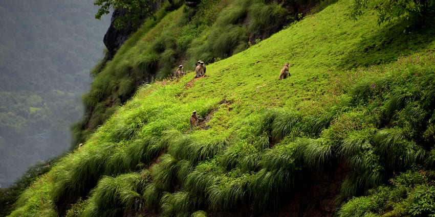 Avchitgad Fort Maharashtra provides stunning panoramic views, perfect for photography post-monsoon.