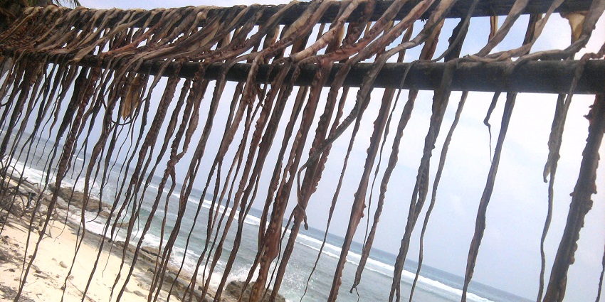 Octopus, a delicacy in Kadmat Island, is dried off near the water to be prepared for cooking.