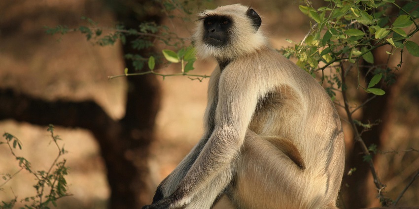 A close-up image of Langur sitting on a concrete surface with a lush green backdrop.