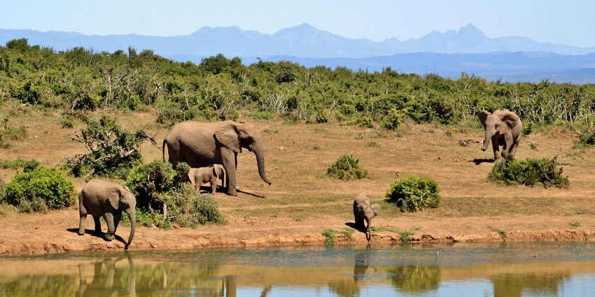 A herd of elephants relaxing and playing.