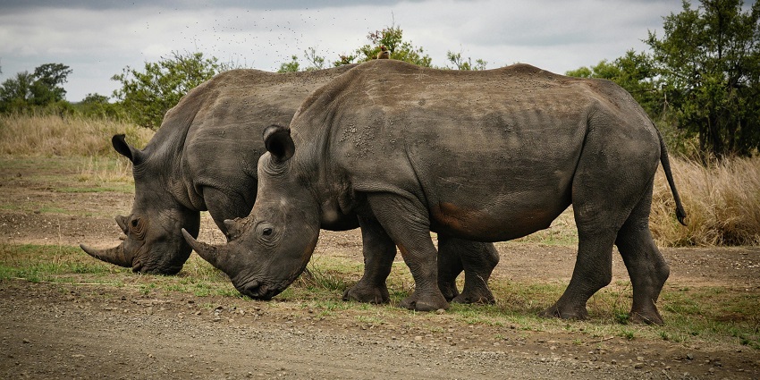 An image of diverse wildlife showcasing the scenic beauty of Satpura National Park.