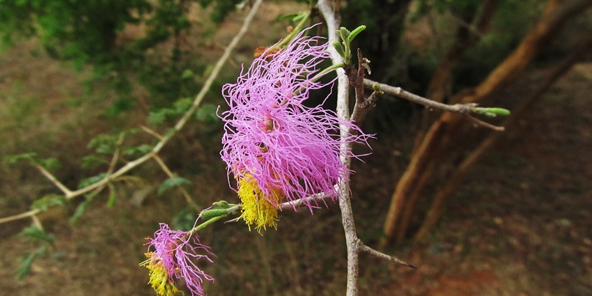 Cluster of delicate pink flowers on a green shrub with feathery leaves in natural light.