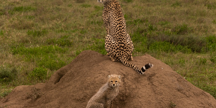 Vibrant landscape of the wildlife sanctuary featuring a cheetah and its playful cub.