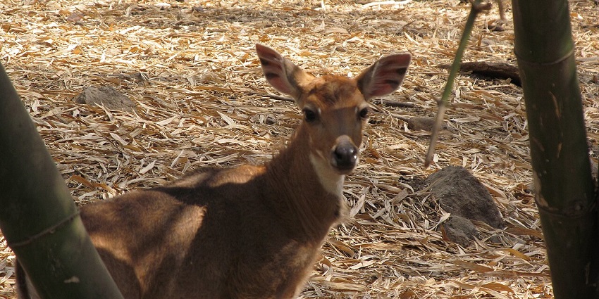 Adorable baby deer grazing peacefully, a favourite spot for animal lovers.