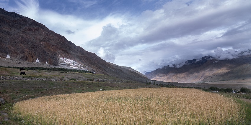 Snapshot of the Monestry with Wheat Fields in the valley of the Karsha in the Ladakh