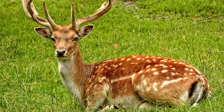 An image of a deer sitting on the lush landscapes of the park