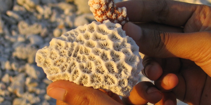 A picture of a reef found on a beach near the Marine Museum in Lakshadweep