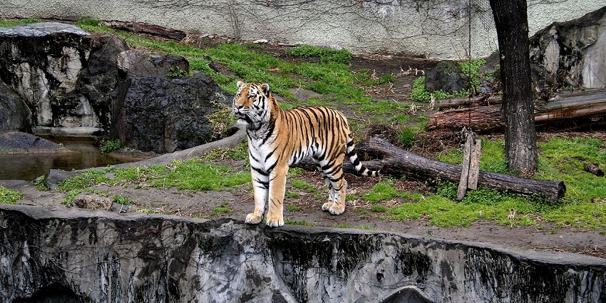 View of a tiger in the zoo, offering a sight worth capturing for wildlife enthusiasts