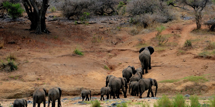 A herd of elephants walking by a serene lake inside wildlife sanctuary