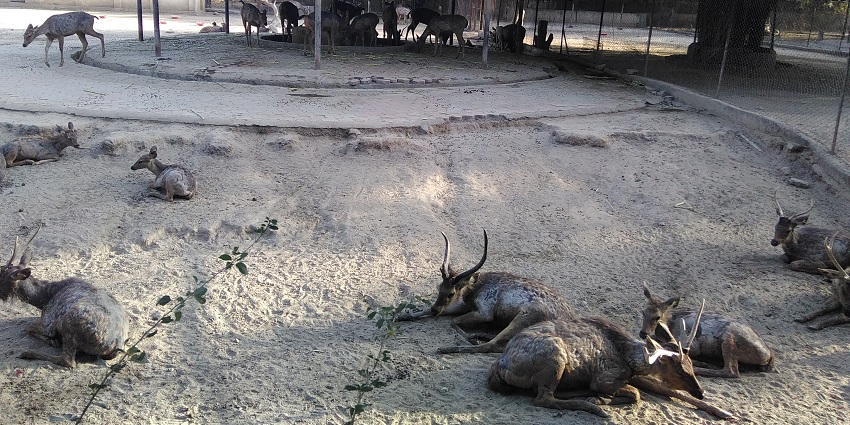Sambar deer in Siddhartha Garden and Zoo.