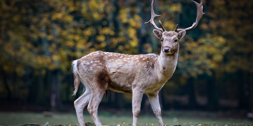A roe deer with antlers standing alert in a forest, surrounded by trees and foliage