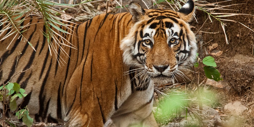 Majestic Bengal Tigress can be spotted at Sariska Jungle Safari.