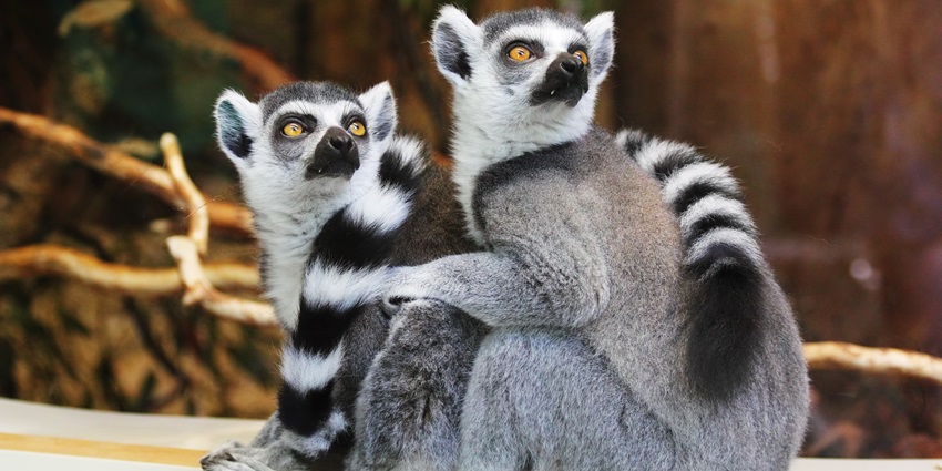 Image of two Lemurs sitting on a branch - Nisargakavi Bahinabai Chaudhary Zoo