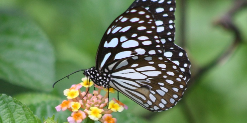 Ovalekar Wadi Butterfly Garden in Thane features diverse butterflies for nature lovers