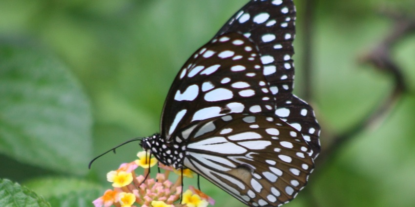 Butterfly garden, is among the best places to visit in Thane for couples amid vibrant butterflies.