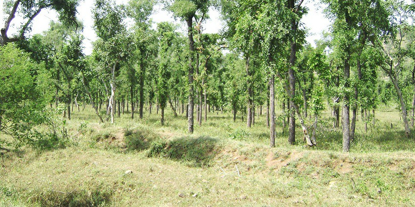 A forest covered with lush green and tall Hardwickia binata trees in Pal, Maharashtra