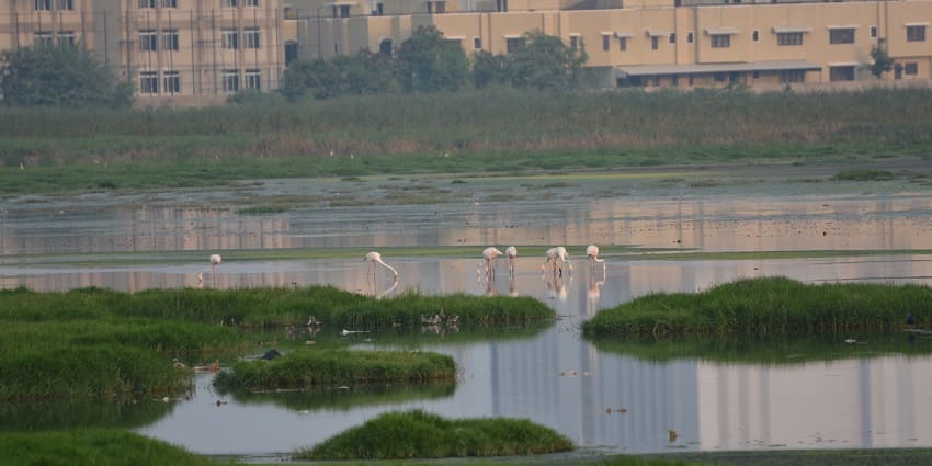 Trek in Chennai wetland habitat home to various bird species.