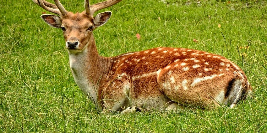 View of a deer in Panna National Park, one of the best national parks in Madhya Pradesh.