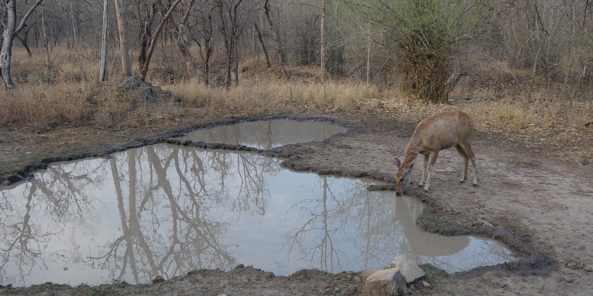 The Ken River flowing through the scenic Panna National Park, surrounded by lush greenery.