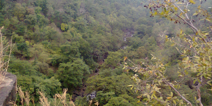 An image showing a the dense foliage of Panna Tiger Reserve