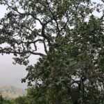 Panoramic view of Panvel City from Karnala Hills, showcasing lush greenery.