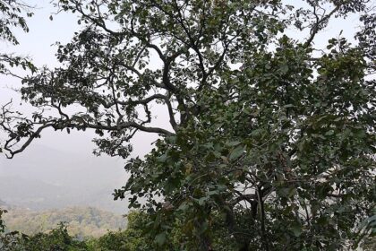 Panoramic view of Panvel City from Karnala Hills, showcasing lush greenery.