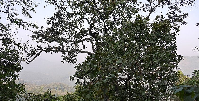 Panoramic view of Panvel City from Karnala Hills, showcasing lush greenery.