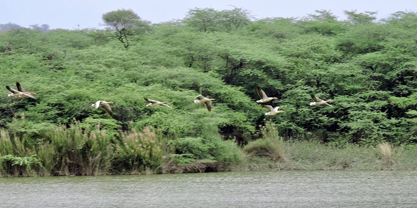 A picture of Parandha Wildlife Sanctuary, one of the places to visit Satara in Summer.