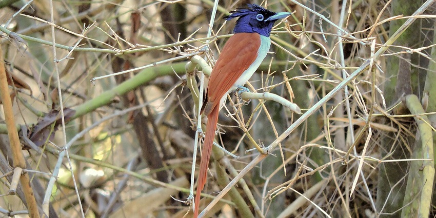 Central Park's bird-watching point is a tourist attraction in Kharghar, perfect for nature lovers' tranquillity.