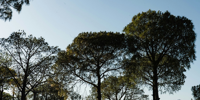 Embrace the moments of of serenity in nature's embrace at Parwanoo, Himachal Pradesh.