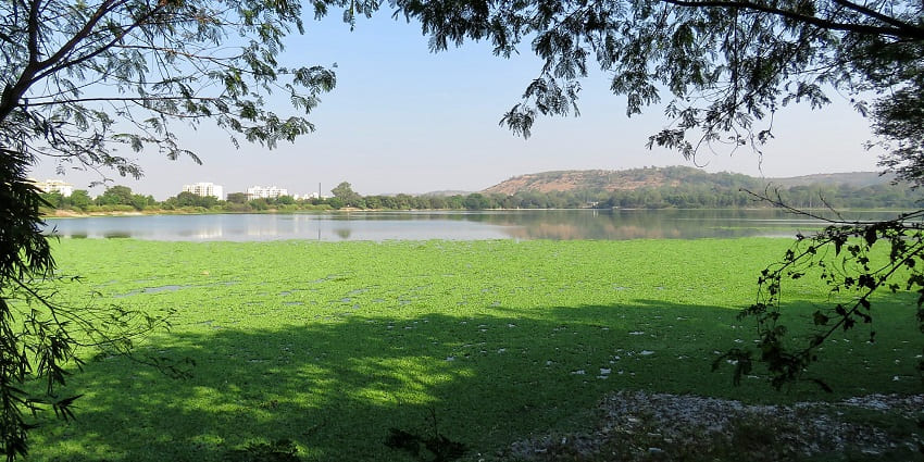 Image of Pashan lake with stunning view during day time surrounded by lush greenery