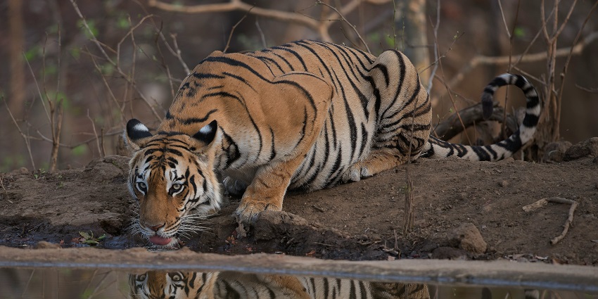 An image showing a pond surrounded by buffalo and tall trees near Kanha National Park.