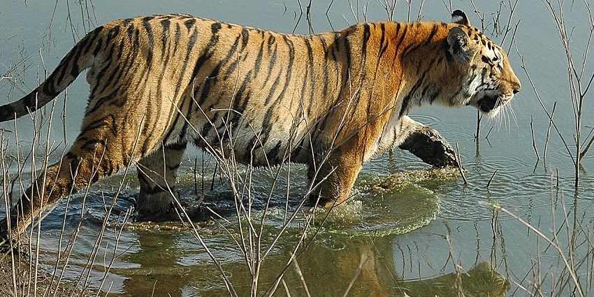 Majestic royal Bengal tiger prowling gracefully in the wilds of Pench National Park.