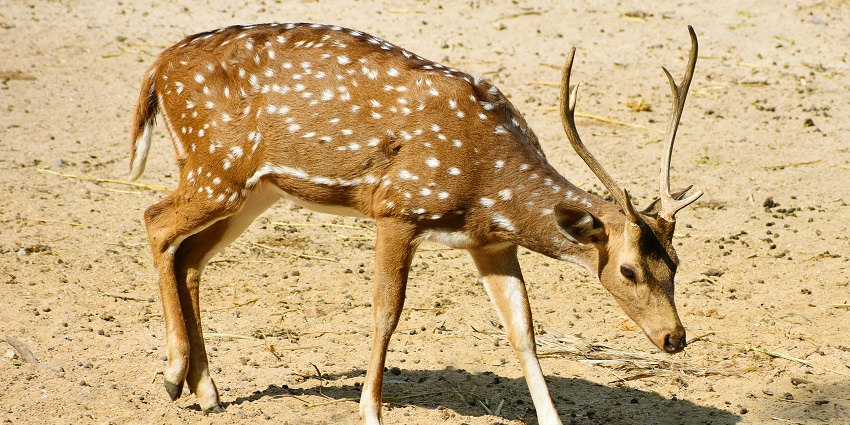 A deer at the Pench National Park, one of the popular places to visit near Nagpur.