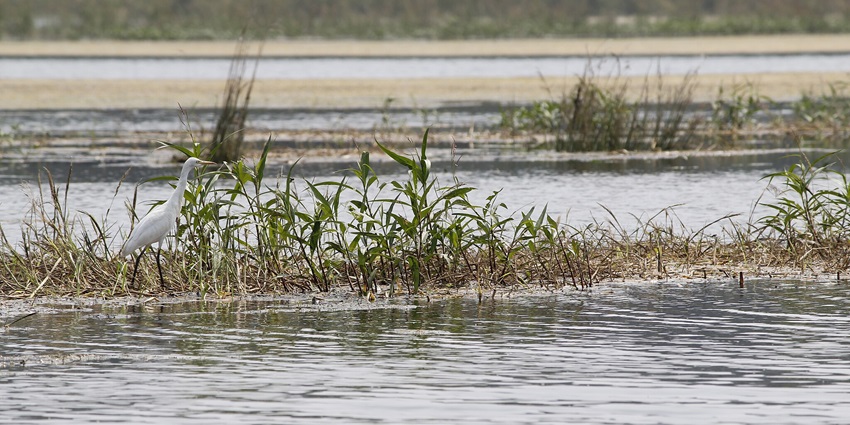 Cattle egret wading in the water at Pench Tiger Reserve, a national park near Nagpur.