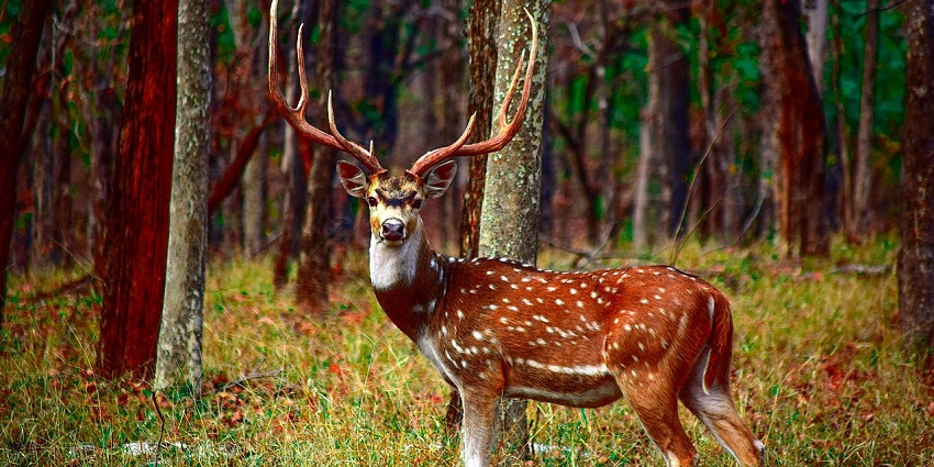 Wildlife in Pench National Park showcasing rich biodiversity.
