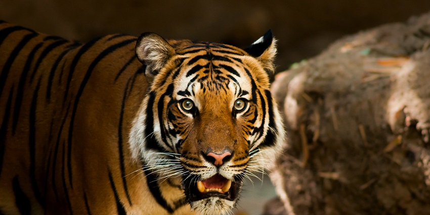 Pench National Park, a famous place near Nagzira Wildlife Sanctuary known for its rich wildlife.