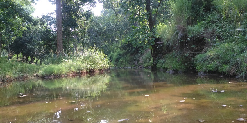 A small water body surrounded by greenery in Pench National Park, one of the places near Nagpur for weekend escape