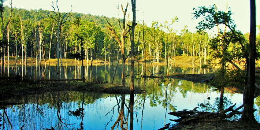 River flowing through the Pench National Park in Nagpur, with greenery all around.