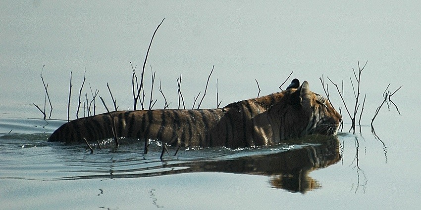 A panoramic shot of Pench National Park with a tiger strolling in the grasslands.