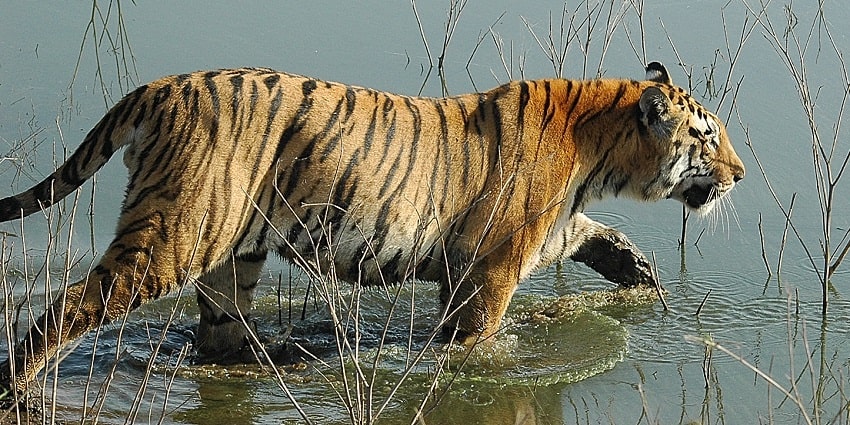 Pench National Park is one of the popular wildlife sanctuaries in Madhya Pradesh.